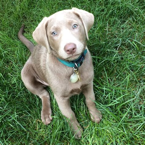 silver english labrador